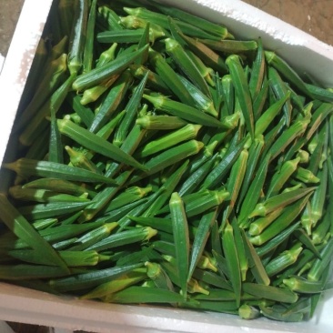 黄秋葵秋葵水果秋葵供应无锡上海苏州曹家桥