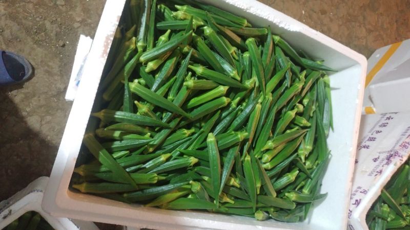 黄秋葵秋葵水果秋葵供应无锡上海苏州曹家桥