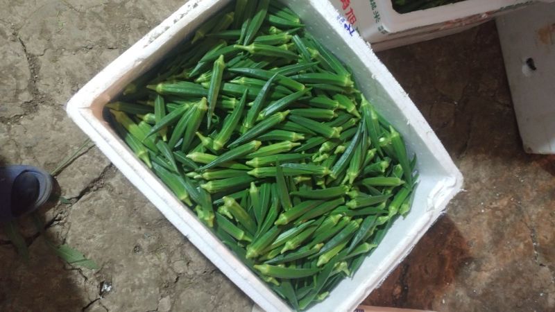 黄秋葵秋葵水果秋葵供应无锡上海苏州曹家桥