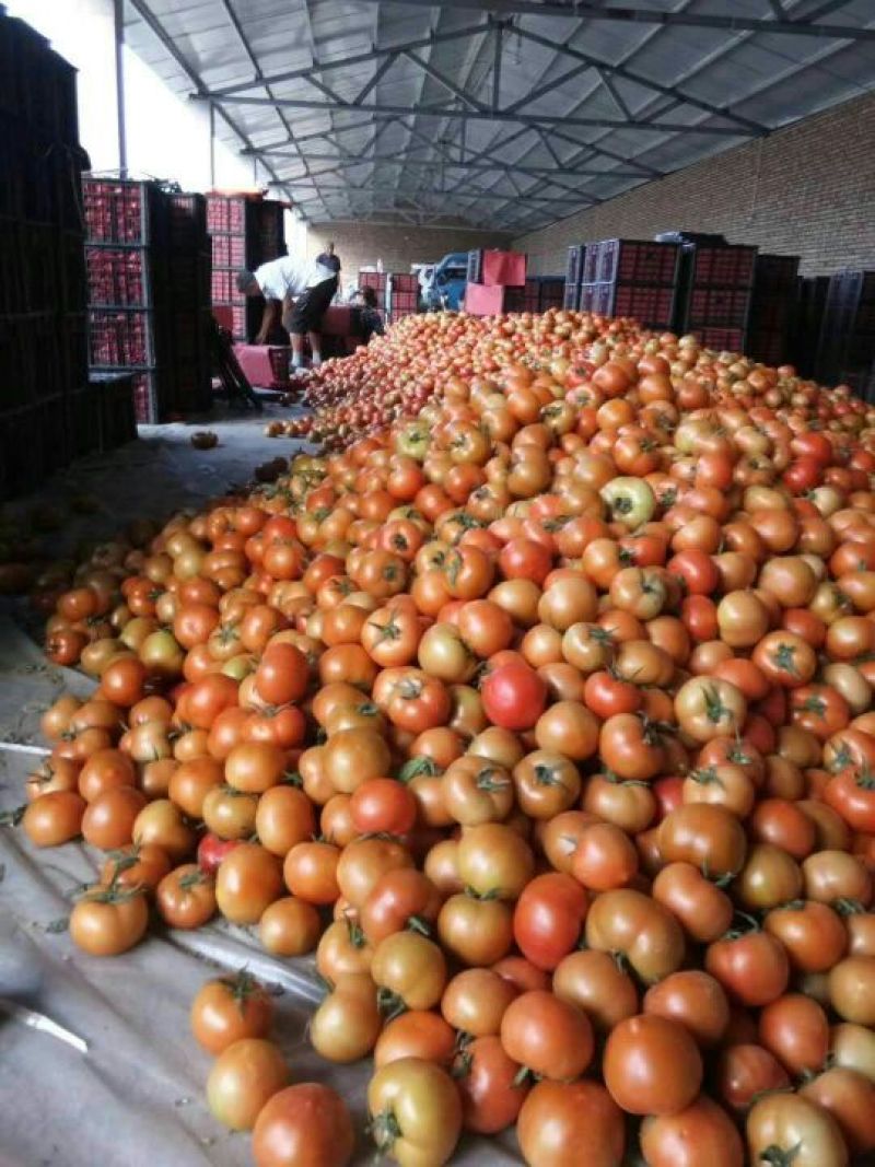 西红柿🍅