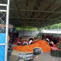 西红柿🍅