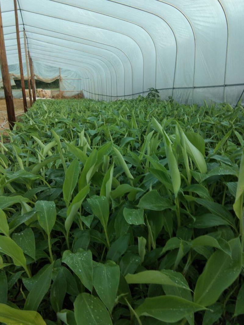 供应无毒脱毒香蕉苗，西贡蕉苗，红蕉苗，粉蕉苗，长期供应