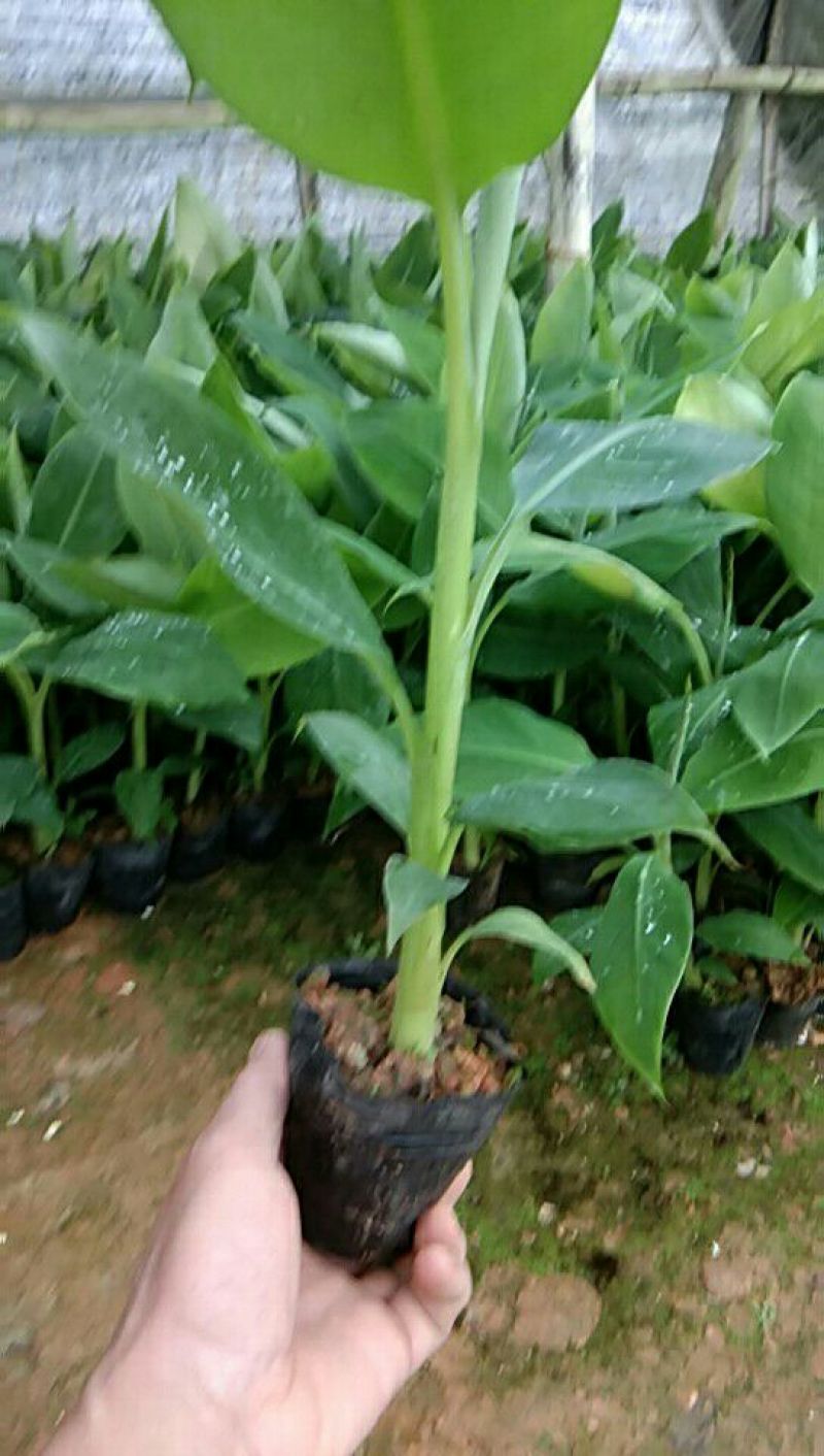 供应无毒脱毒香蕉苗，西贡蕉苗，红蕉苗，粉蕉苗，长期供应