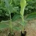 供应无毒脱毒香蕉苗，西贡蕉苗，红蕉苗，粉蕉苗，长期供应