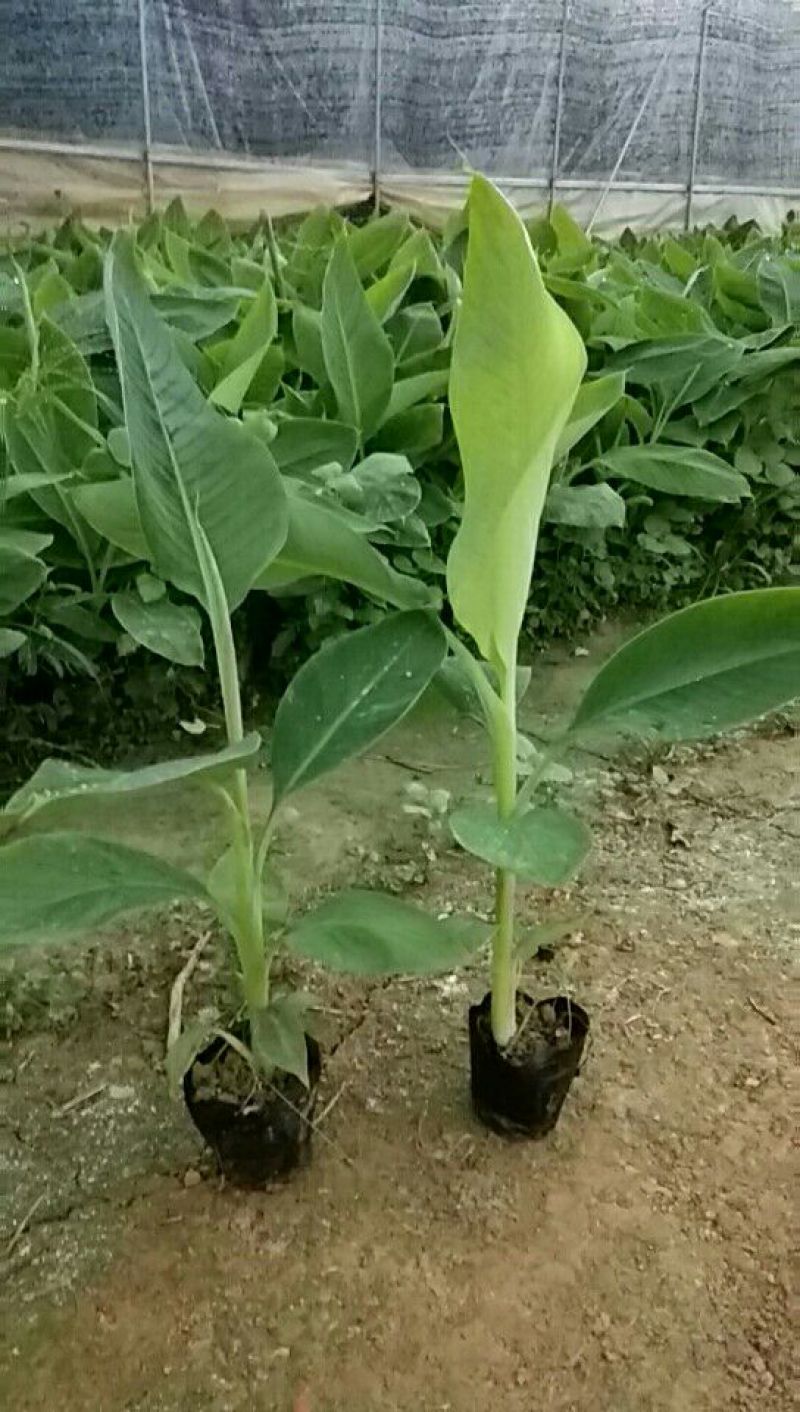 供应无毒脱毒香蕉苗，西贡蕉苗，红蕉苗，粉蕉苗，长期供应