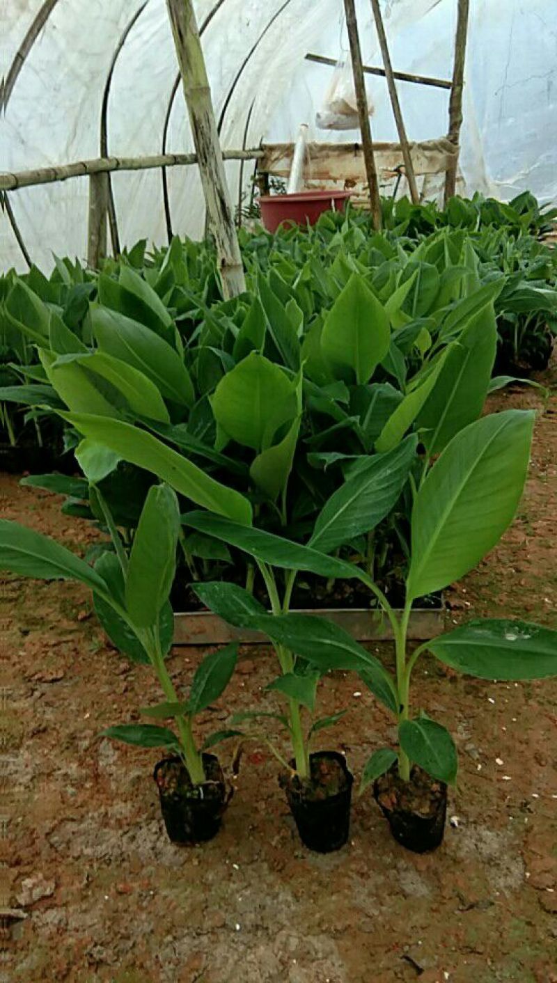 供应无毒脱毒香蕉苗，西贡蕉苗，红蕉苗，粉蕉苗，长期供应
