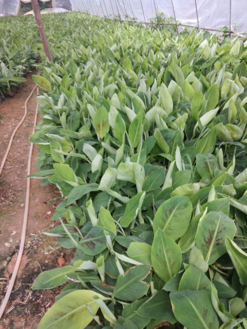 供应无毒脱毒香蕉苗，西贡蕉苗，红蕉苗，粉蕉苗，长期供应