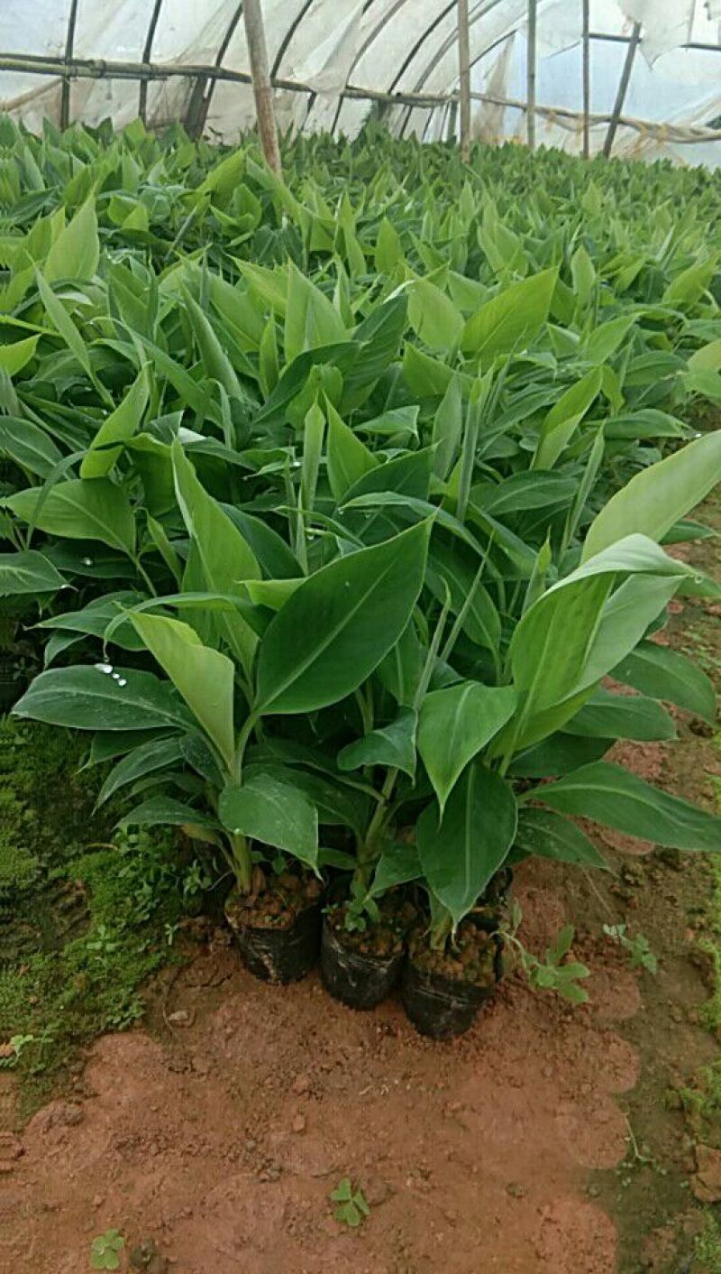 供应无毒脱毒香蕉苗，西贡蕉苗，红蕉苗，粉蕉苗，长期供应