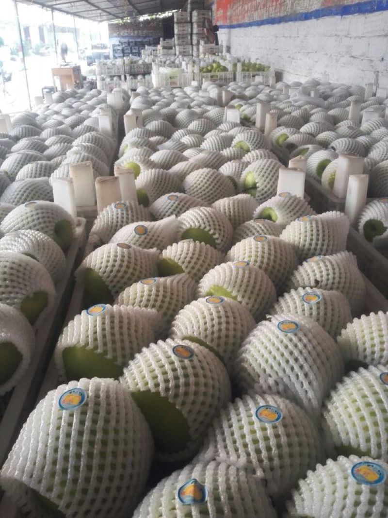 直采现发当年应季套袋青皮皇冠梨—鲜果