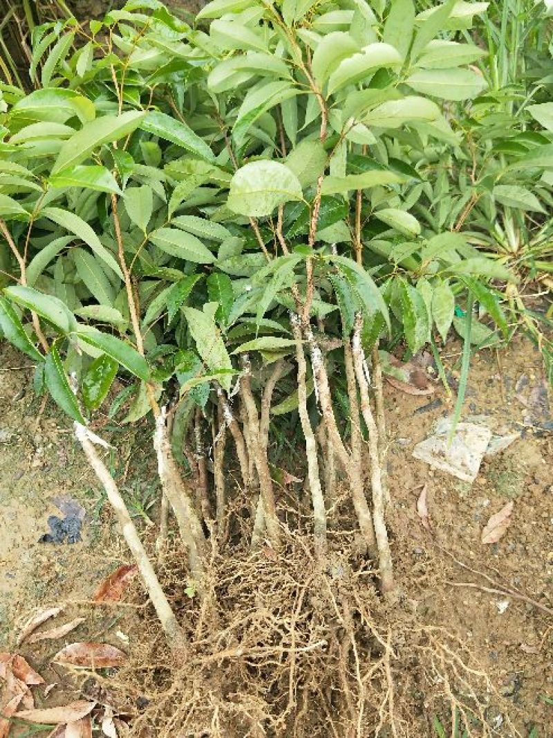 无核荔枝苗，妃子笑，桂味，白糖罂