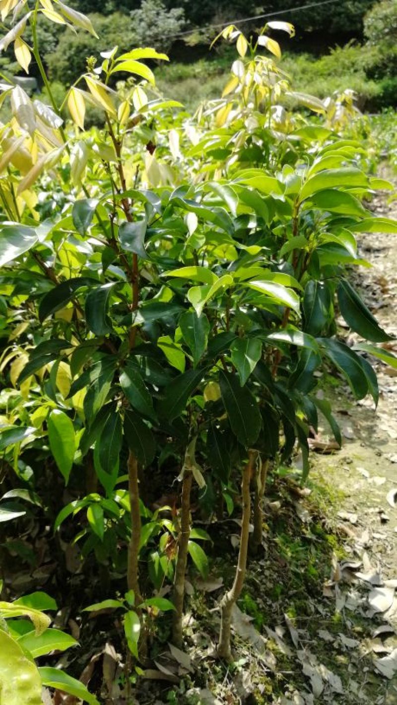白糖罂果苗50~80cm