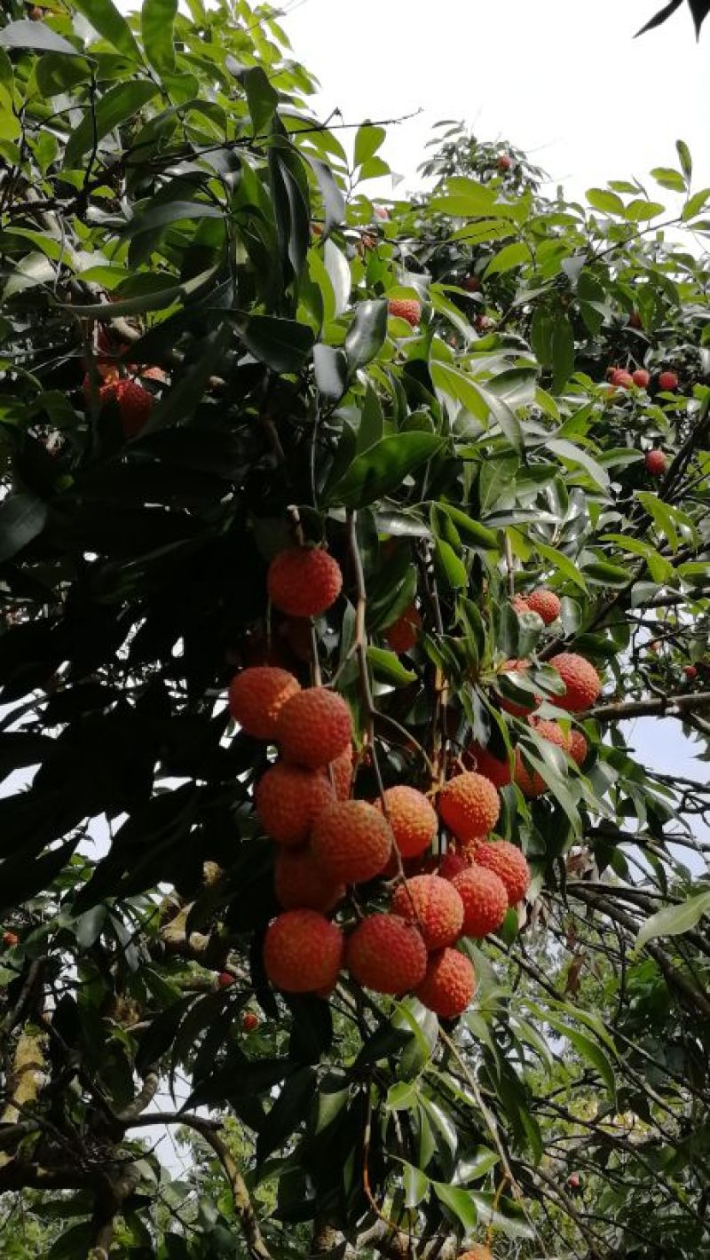 白糖罂果苗50~80cm