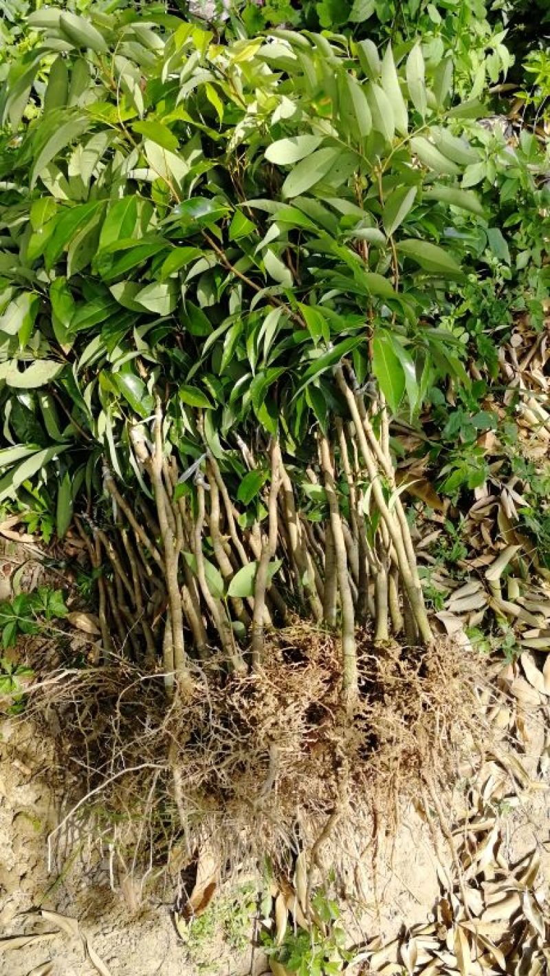 白糖罂果苗50~80cm