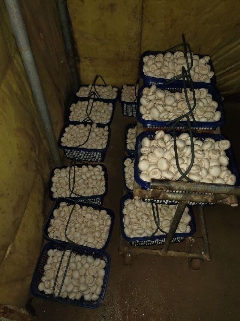 双孢菇大量上市，欢迎新老客户前来选购