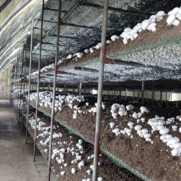 双孢菇大量上市，欢迎新老客户前来选购