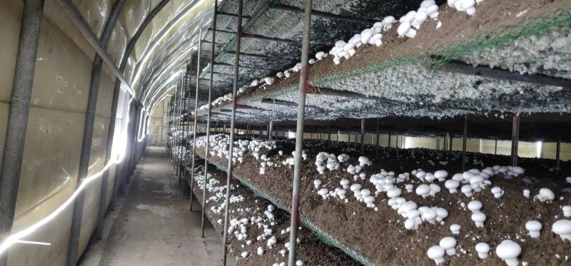 双孢菇大量上市，欢迎新老客户前来选购
