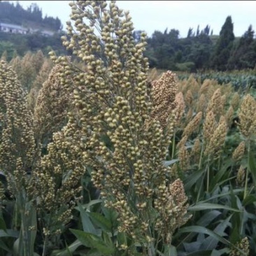 高粱糯性食用高粱