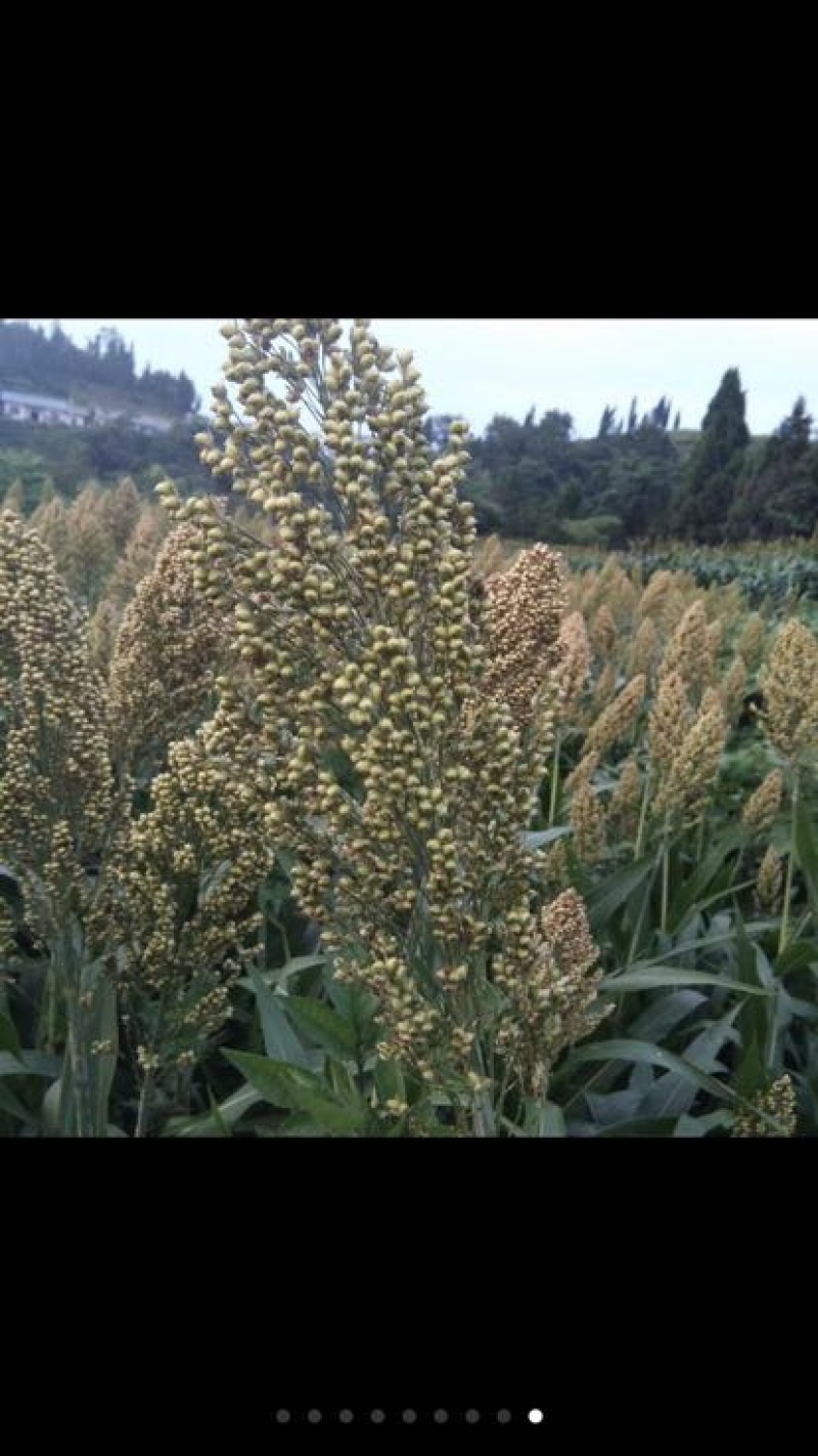 高粱糯性食用高粱