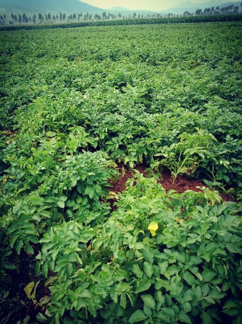 荷兰土豆:颜色个头薯型三优，质优价廉。