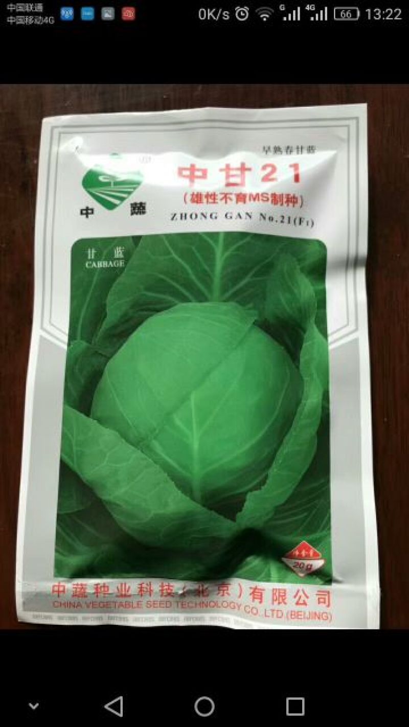 甘蓝种子