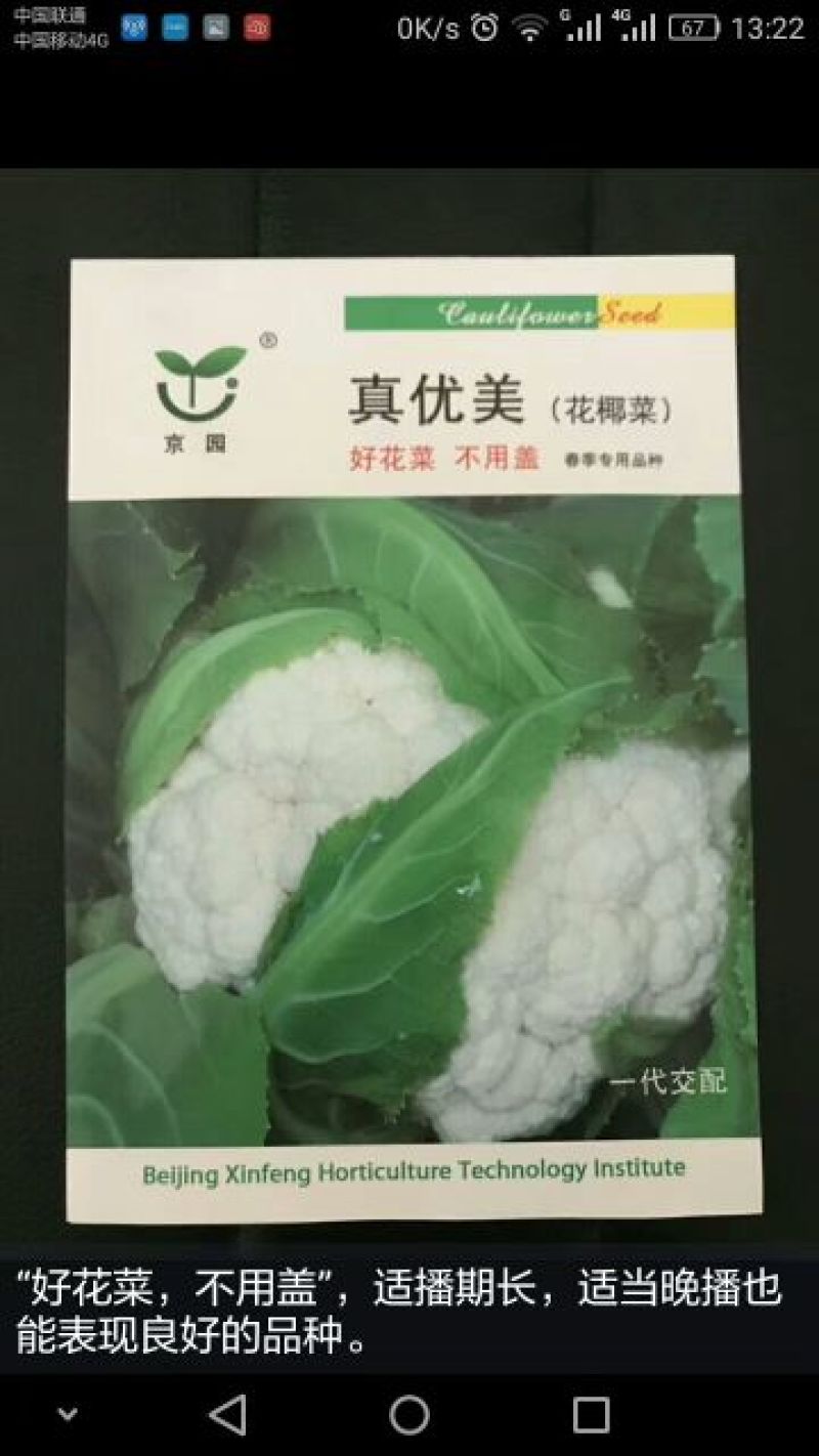 甘蓝种子