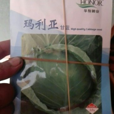 甘蓝种子