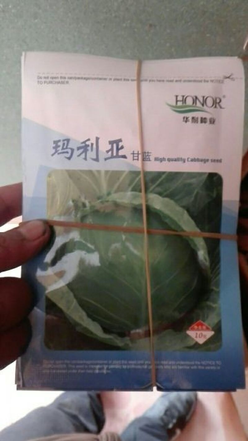 甘蓝种子