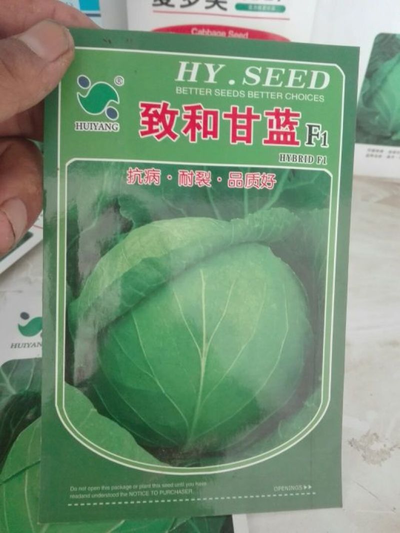 甘蓝种子