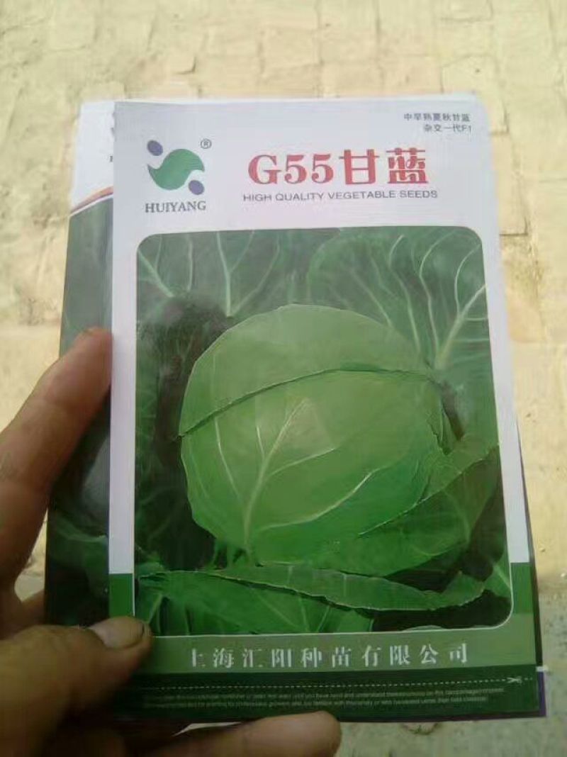 甘蓝种子