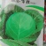 甘蓝种子