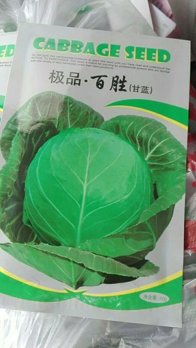 甘蓝种子