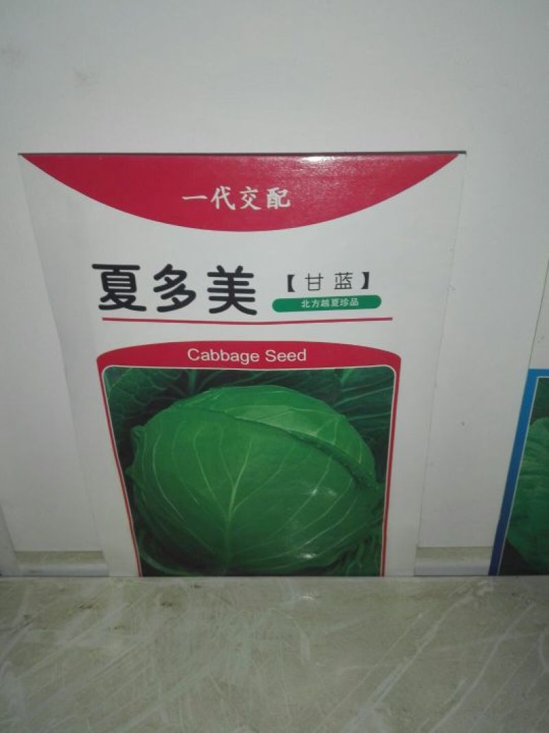 甘蓝种子