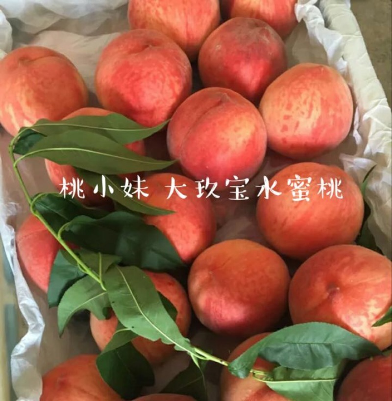 大久保75mm以上