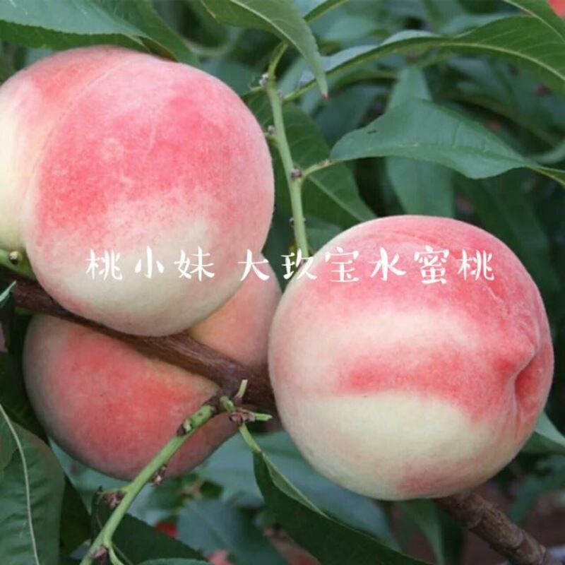 大久保75mm以上
