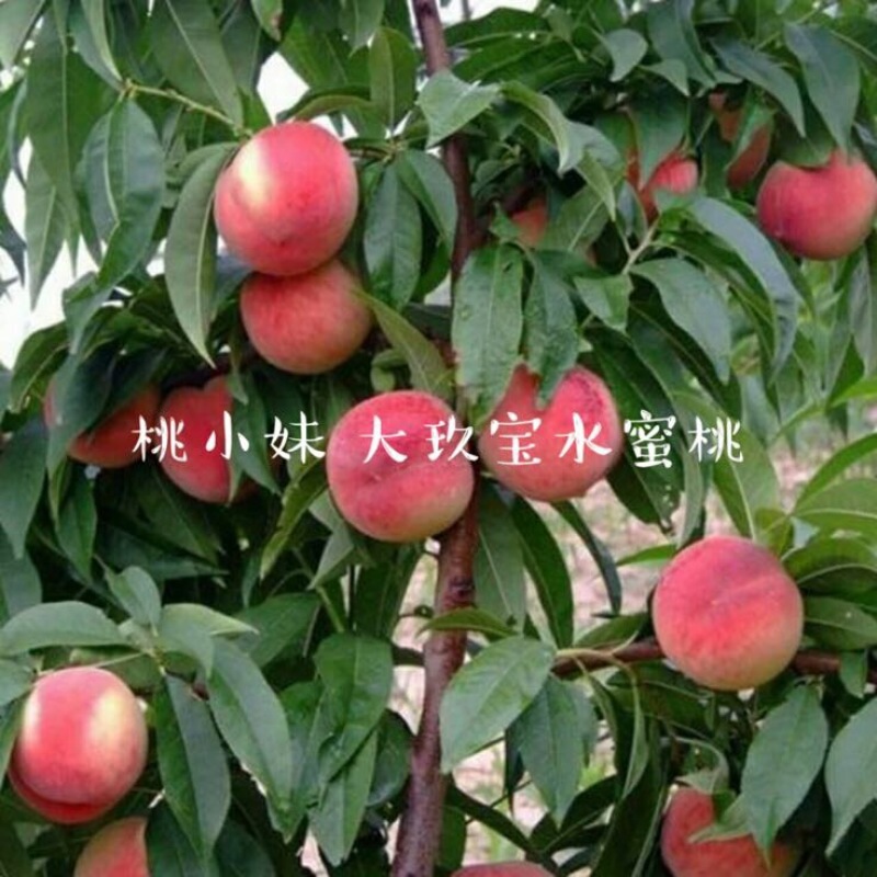 大久保75mm以上