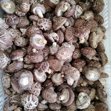 香菇