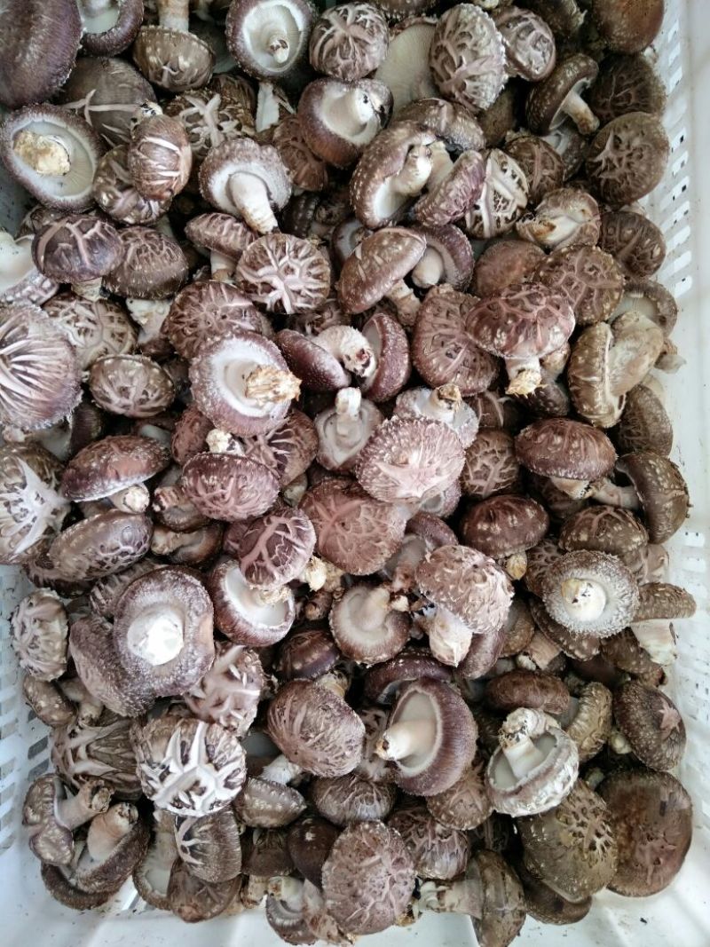 香菇