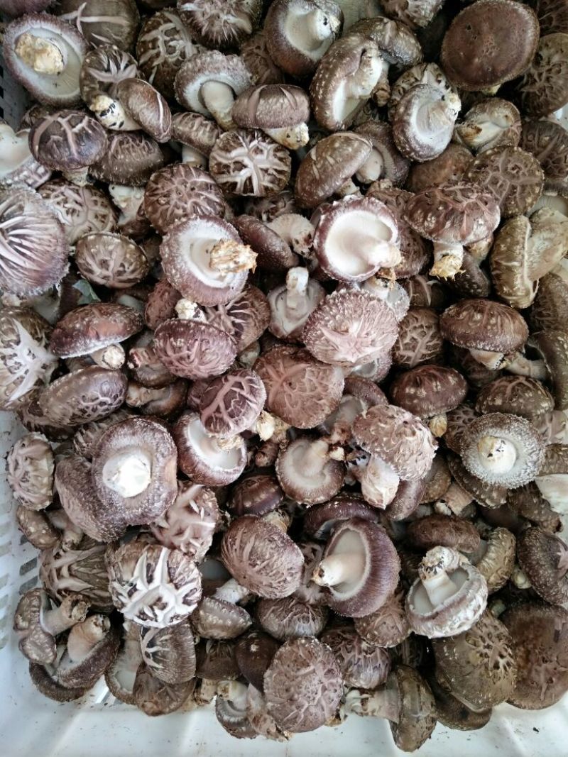 香菇