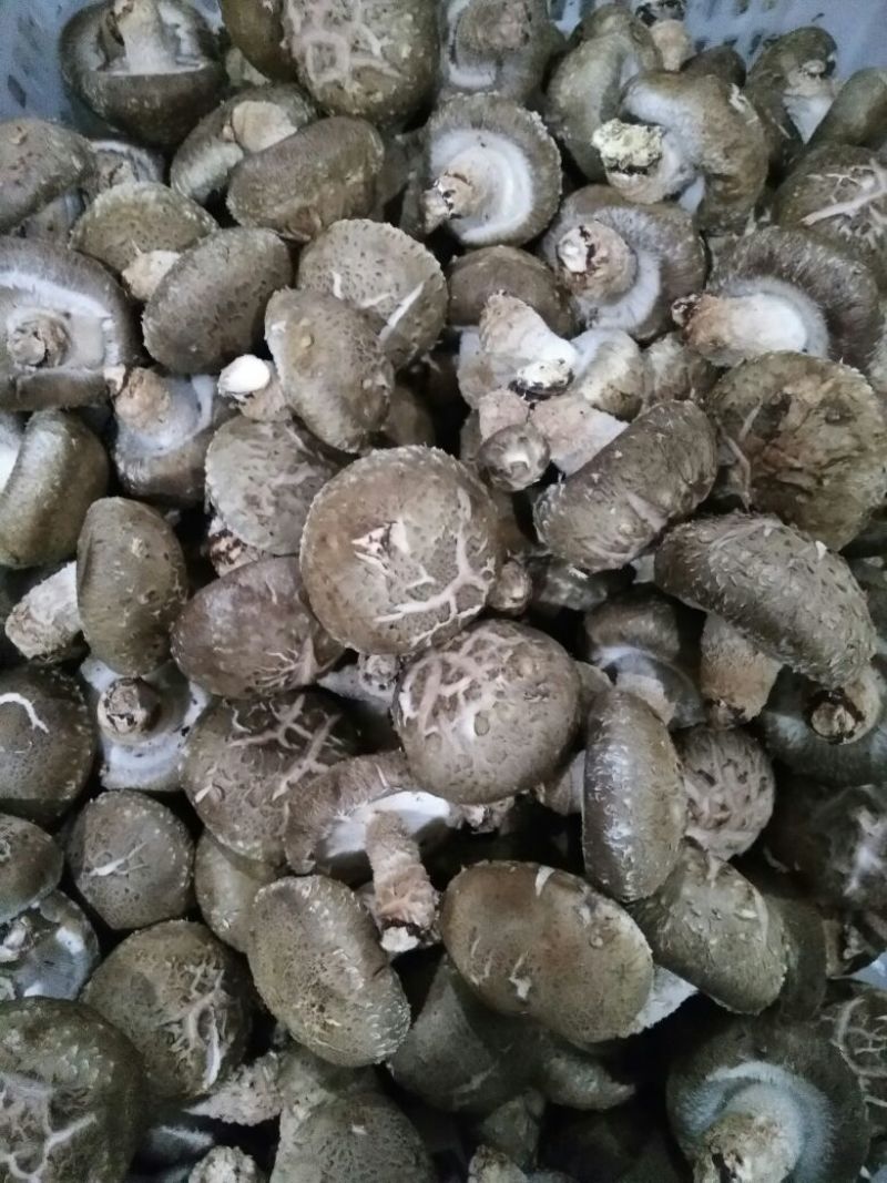 香菇