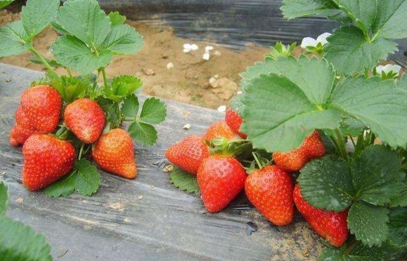 红颜草莓苗20到30公分口感甜入口爽滑适合大棚种