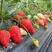 红颜草莓苗20到30公分口感甜入口爽滑适合大棚种