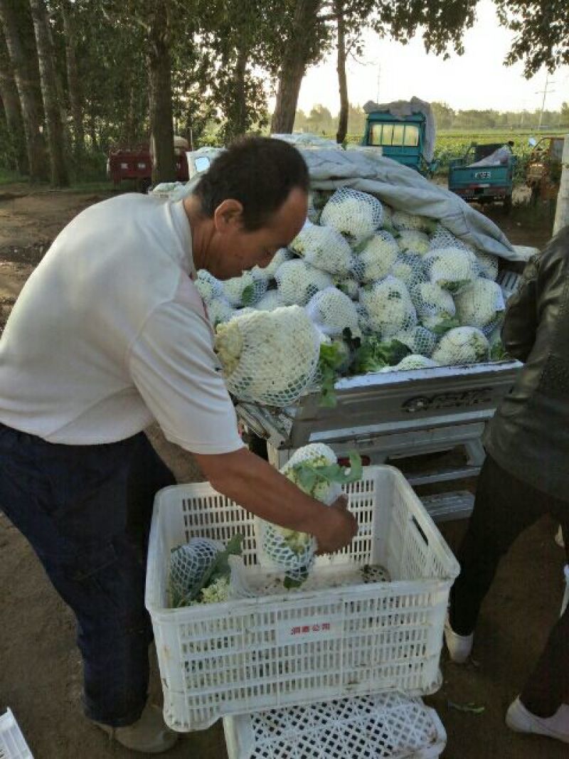 精品，散花，西蓝花保质保量产地直发一手货源可供商超