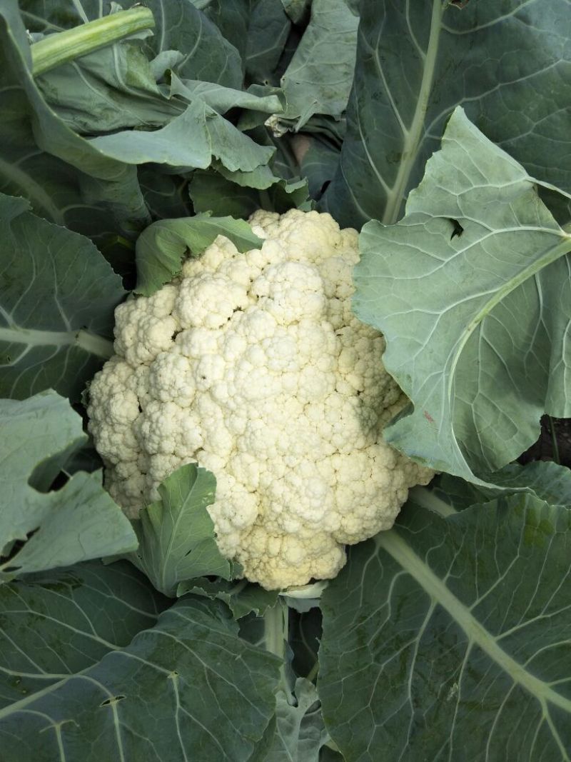 精品，散花，西蓝花保质保量产地直发一手货源可供商超