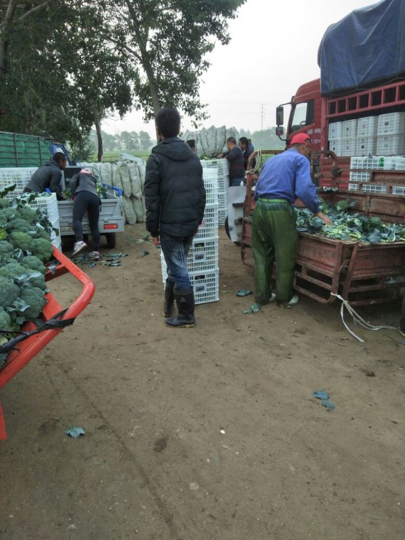 精品，散花，西蓝花保质保量产地直发一手货源可供商超
