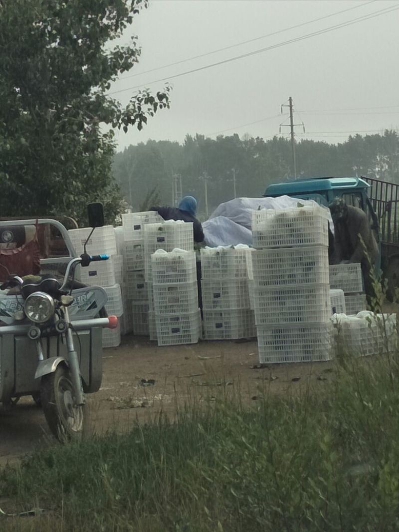 精品，散花，西蓝花保质保量产地直发一手货源可供商超