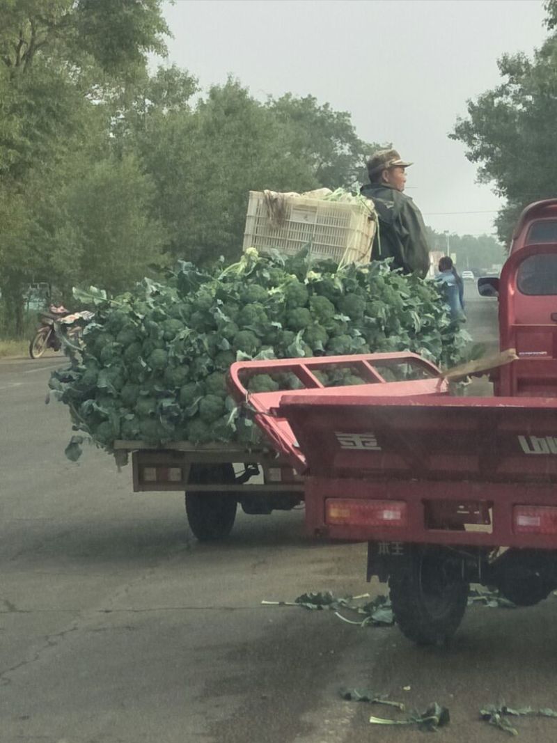 精品，散花，西蓝花保质保量产地直发一手货源可供商超