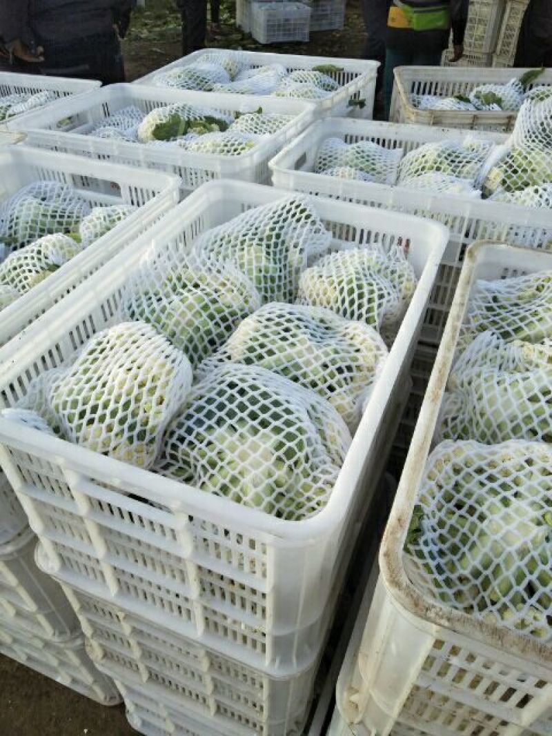 精品，散花，西蓝花保质保量产地直发一手货源可供商超