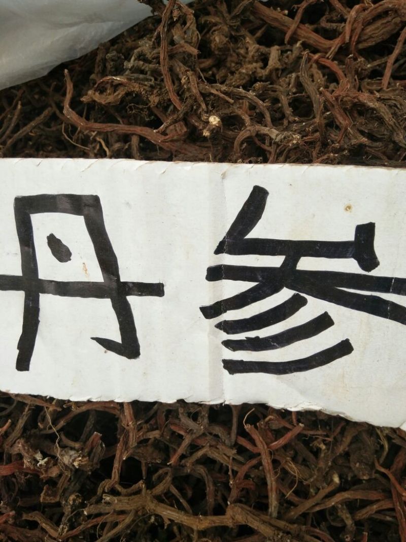 正规货源长期供应精品丹参自然生长品质**
