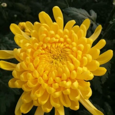 食用菊花