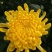 食用菊花